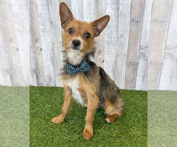 Medium Photo #1 Mutt Puppy For Sale in Corona, CA, USA