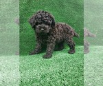 Small Photo #3 Poodle (Toy) Puppy For Sale in FONTANA, CA, USA
