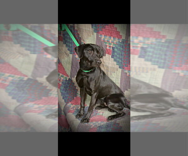 Medium Photo #2 Labrador Retriever Puppy For Sale in garner, NC, USA