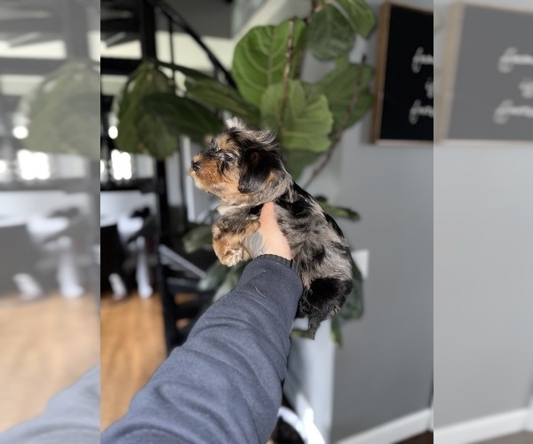 Medium Photo #3 Yorkshire Terrier Puppy For Sale in JOHNSTON, RI, USA