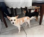 Small Photo #7 Chihuahua Puppy For Sale in Dana Point, CA, USA