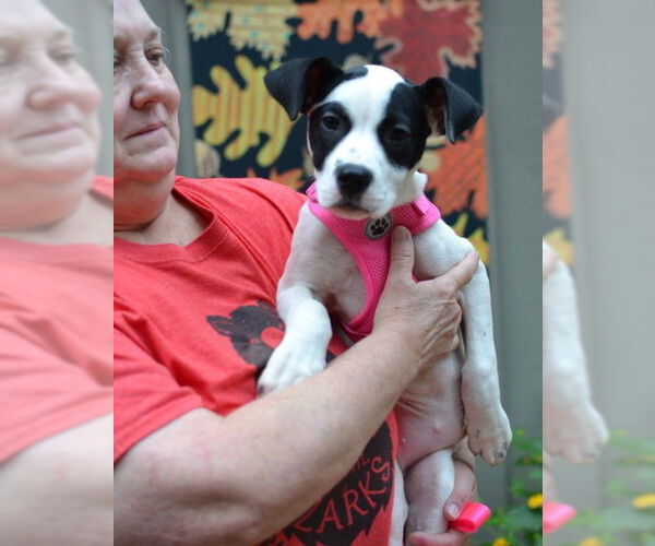 Medium Photo #3 Mutt Puppy For Sale in Enfield, CT, USA
