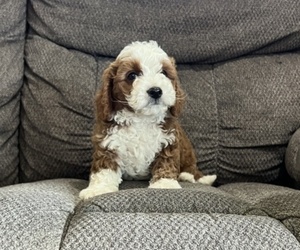 Cavachon Puppy for Sale in THORP, Wisconsin USA