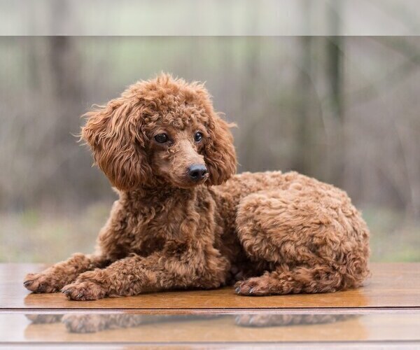 Medium Photo #1 Cocker Spaniel-Poodle (Miniature) Mix Puppy For Sale in SALEM, MO, USA