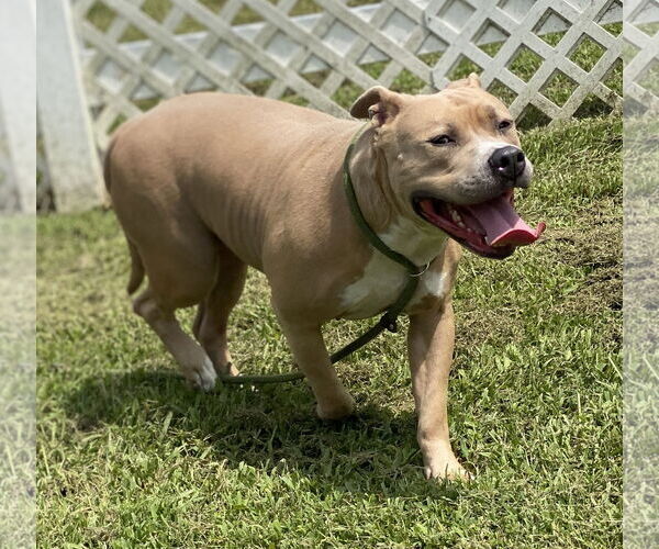 Medium Photo #8 American Pit Bull Terrier-Unknown Mix Puppy For Sale in Virginia Beach, VA, USA