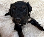 Small #5 Aussie-Poo-Bernedoodle Mix