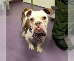 Small Free-Lance Bulldog