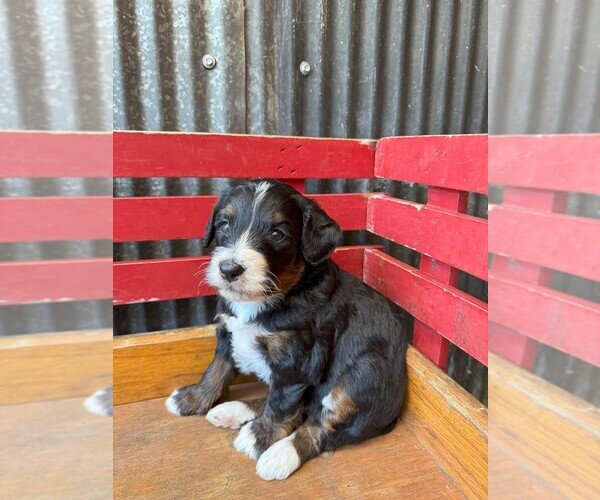 Medium Photo #1 Miniature Bernedoodle Puppy For Sale in DENVER, PA, USA