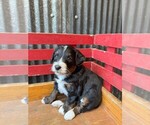 Puppy Calvin Miniature Bernedoodle