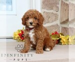 Small #4 Goldendoodle (Miniature)