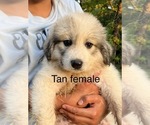 Small Photo #9 Great Pyrenees Puppy For Sale in KIRBYVILLE, MO, USA