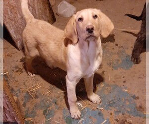 Labradoodle Puppy for sale in TYRONE, PA, USA