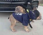 Small #13 French Bulldog