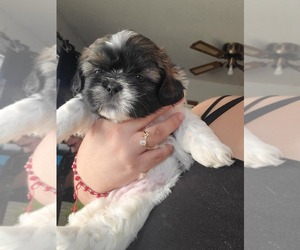 Shih Tzu Puppy for sale in WEST COVINA, CA, USA