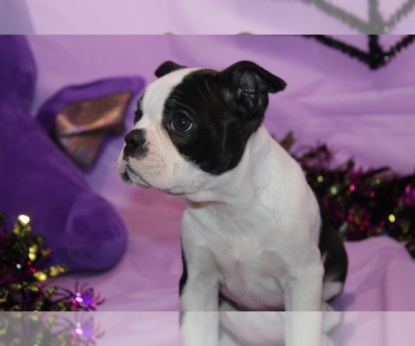 Medium Photo #4 Boston Terrier Puppy For Sale in BROOKSVILLE, FL, USA