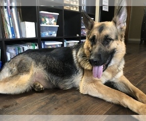 Mother of the German Shepherd Dog puppies born on 04/26/2019
