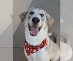 Small #1 Great Pyrenees Mix
