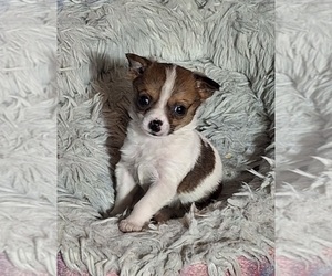 Chiranian Puppy for sale in SPOTSYLVANIA, VA, USA