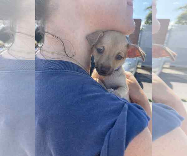Medium Photo #2 Chihuahua-Unknown Mix Puppy For Sale in Shermans Dale, PA, USA