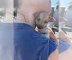 Small #1 Chihuahua Mix