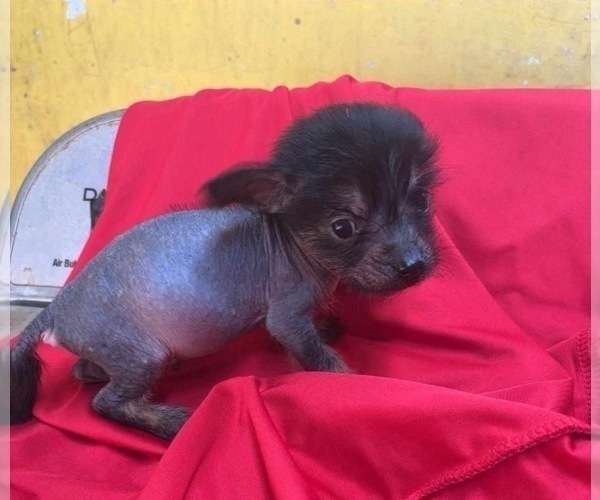Medium Photo #1 Xoloitzcuintli (Mexican Hairless) Puppy For Sale in SAN BERNARDINO, CA, USA