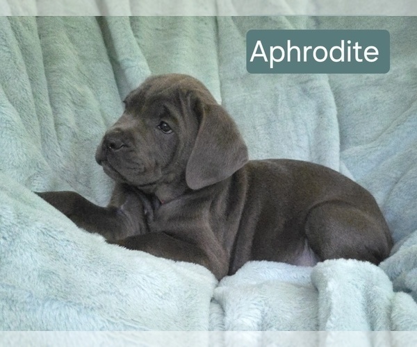 Medium Photo #3 Cane Corso Puppy For Sale in MINERAL WELLS, WV, USA