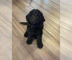 Small Photo #3 Goldendoodle-Poodle (Standard) Mix Puppy For Sale in CLYDE, NC, USA
