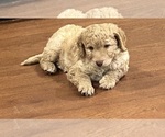 Litter of 2 - Male(s) and Female(s) Aussiedoodle Miniature -Poodle (Standard) MixLitter of Puppies for Sale - Photo #7