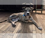 Small #1 Catahoula Leopard Dog Mix