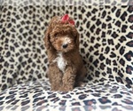 Small Cavapoo
