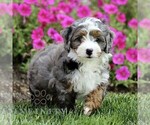 Small Bernedoodle (Miniature)