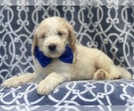 Small Photo #11 Goldendoodle-Poodle (Standard) Mix Puppy For Sale in LAKELAND, FL, USA