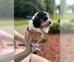 Basset Hound Puppy for sale in DALTON, GA, USA