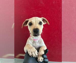 Labrador Retriever-Unknown Mix Dogs for adoption in Visalia, CA, USA