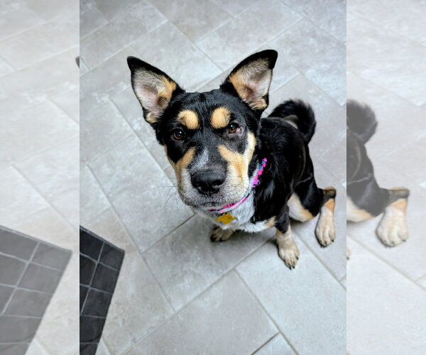 Medium Photo #4 Mutt Puppy For Sale in Sandy, UT, USA