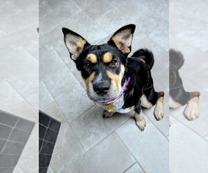 Accona - Female Mutt Dog for Adoption - Photo #4