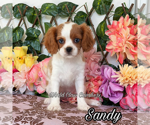 Cavalier King Charles Spaniel Puppy for Sale in MIAMI, Florida USA