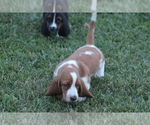 Small Photo #32 Basset Hound Puppy For Sale in MEMPHIS, MO, USA