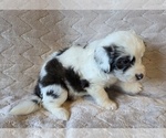 Small #13 Aussiedoodle