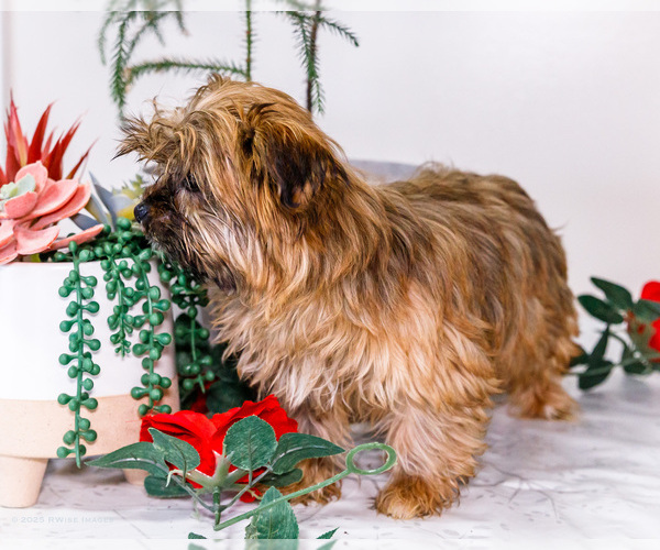 Medium Photo #16 Shorkie Tzu Puppy For Sale in WAKARUSA, IN, USA