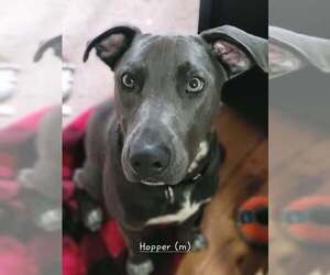 Hopper   (2026) - Male Mutt Dog for Adoption - Photo #15
