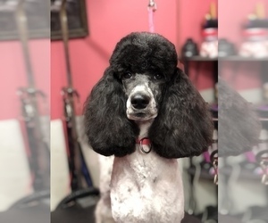 Mother of the Poodle (Standard) puppies born on 04/23/2025