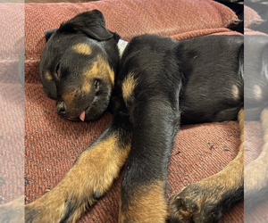Rottweiler Puppy for sale in GALESBURG, MI, USA
