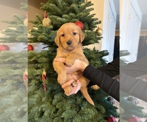 Golden Retriever Puppy for sale in BATTLE GROUND, WA, USA