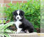 Small #2 Miniature Australian Shepherd