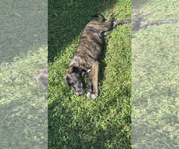 Medium Photo #3 Retriever -Unknown Mix Puppy For Sale in Plainfield, IL, USA