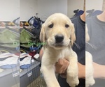 Puppy 1 Golden Labrador