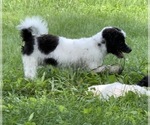 Small Photo #16 Poodle (Toy)-Unknown Mix Puppy For Sale in WOODSTOCK, CT, USA