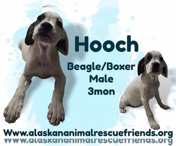Medium Photo #1 Bogle Puppy For Sale in Anchorage, AK, USA