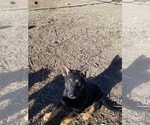 Small Photo #4 German Shepherd Dog Puppy For Sale in WILLIAMSBURG, CO, USA